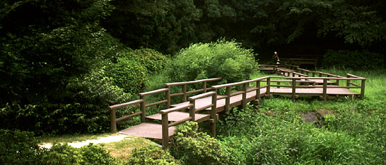 Click me to see the full, sprocket-hole-riddled film scan